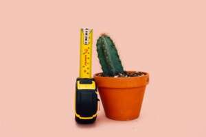 ¿Existen plantas para agrandar el miembro masculino?