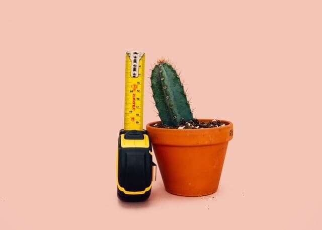 Plantas para agrandar el miembro masculino
